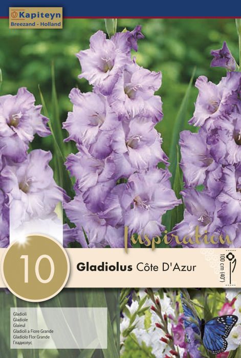 Gladiool Cote D'Azur 10 tk