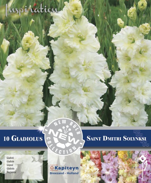 Gladiool Ruffled Dmitri Solynksi 10 tk