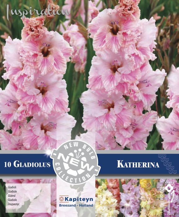 Gladiool Ruffled Katherina 10 tk