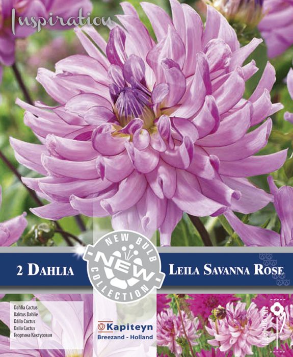 Daalia Leila Savanna Rose 2 tk