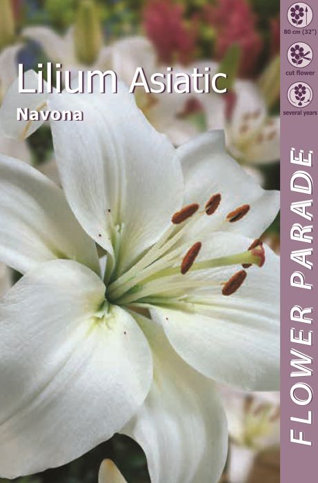 Liilia Kapiteyn Navona White 1 tk