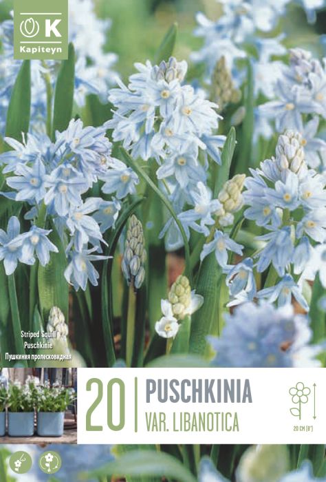Harilik puškiinia 20 tk