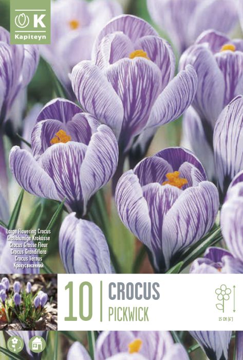 Krookus Pickwick 10 tk