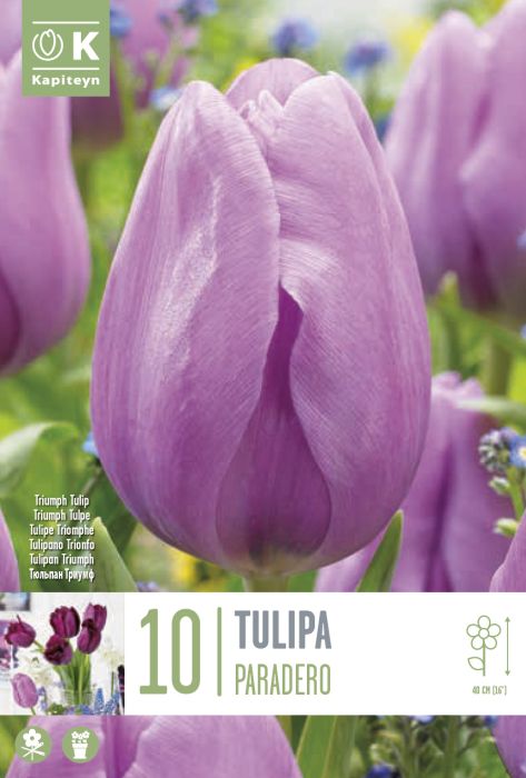 Tulp Paradero 10 tk