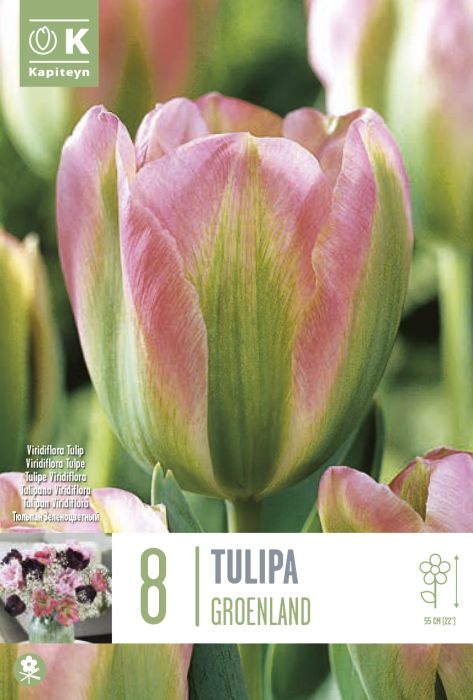 Tulp Greoland 8 tk