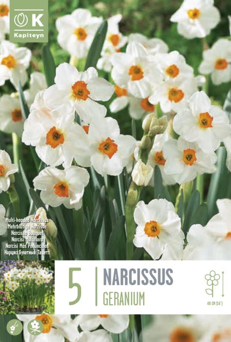 Nartsiss Geranium 5 tk