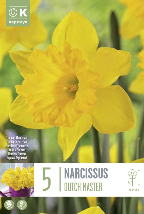 Nartsiss Dutch Master 5 tk