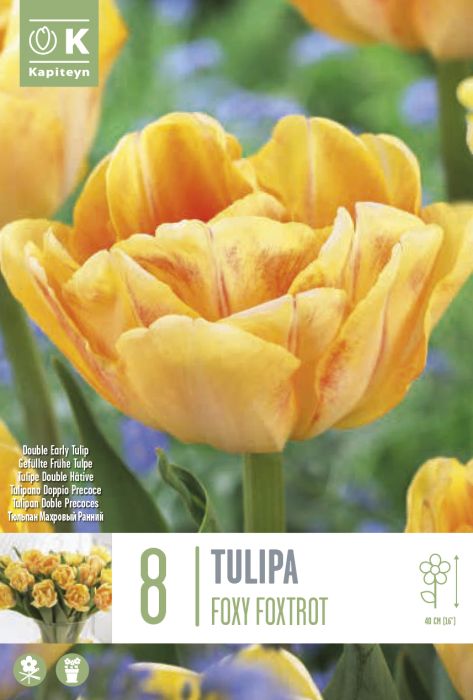 Tulp Foxy Foxtrot 8 tk