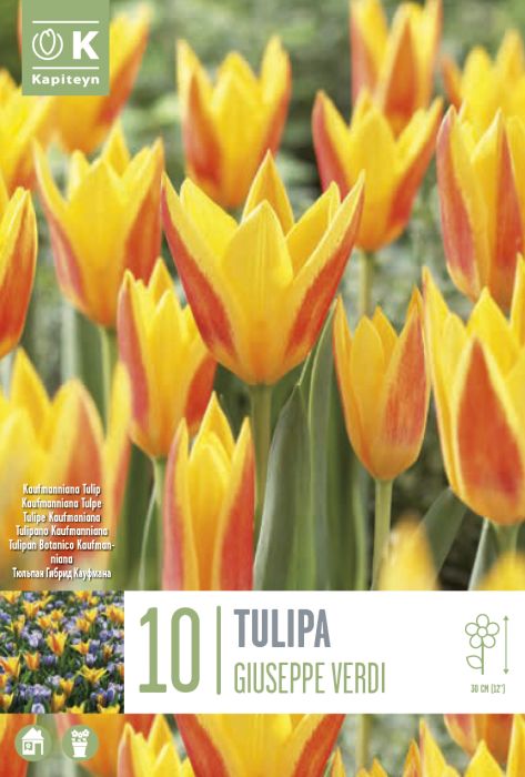 Tulp Giuseppe Verdi 10 tk