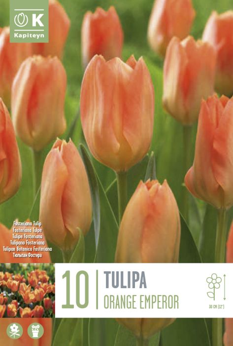 Tulp  Orange Emperor 10 tk