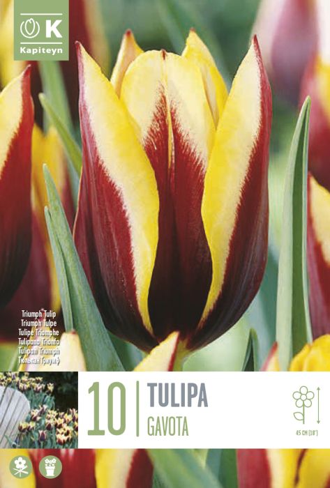 Tulp Gavota 10 tk