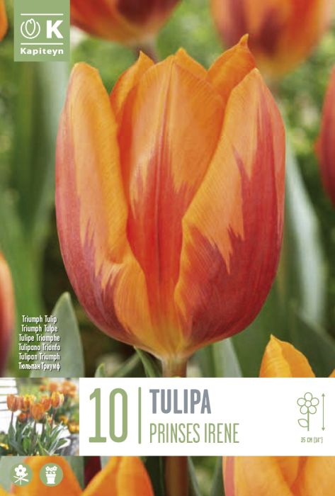Tulp Printses Irene 10 tk