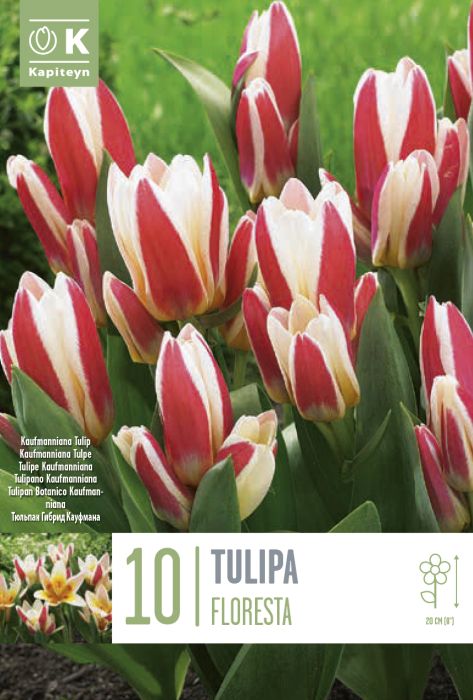 Tulp Floresta 10 tk