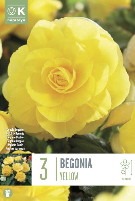 Begoonia Double Yellow 3 tk