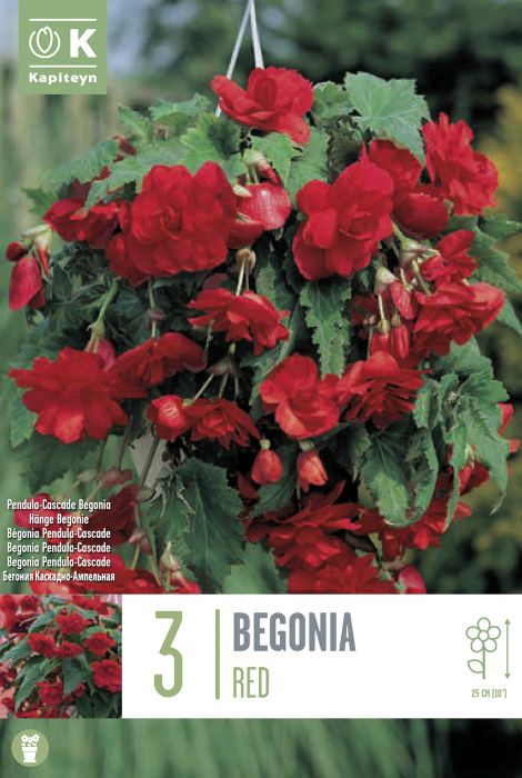 Begoonia Pendula Red 3 tk