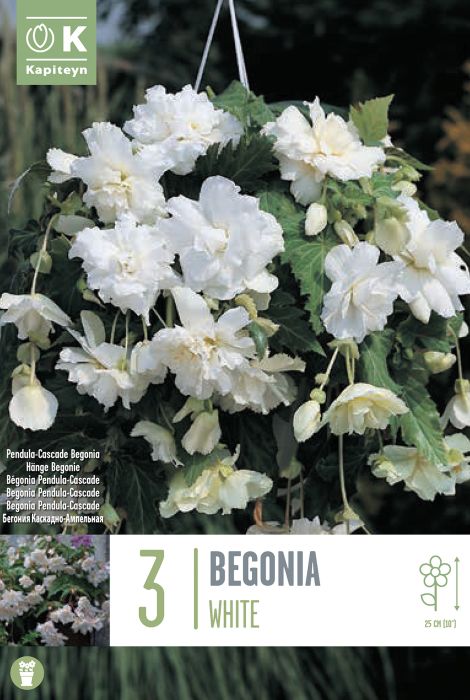 Begoonia Pendula White 3 tk