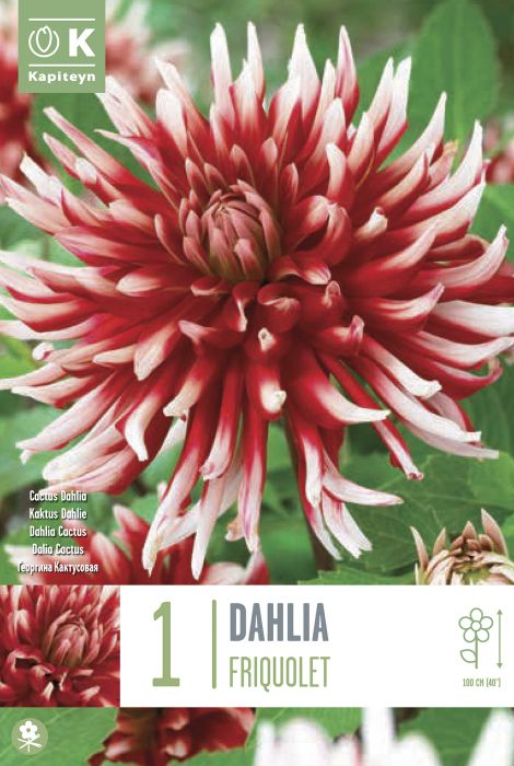 Daalia Friquolet 1 tk