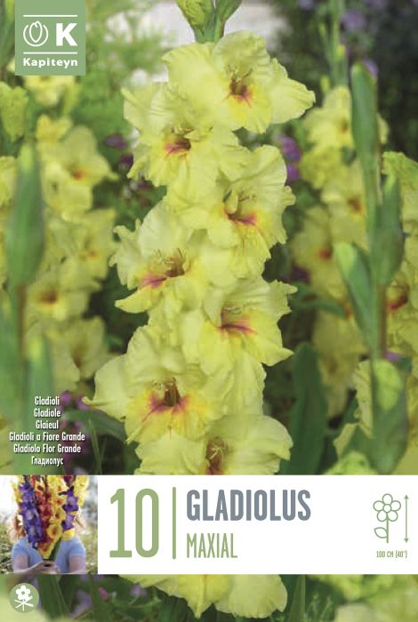 Gladiool Maxial 10 tk