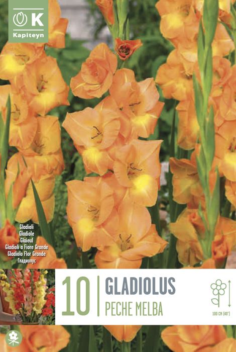 Gladiool Peche Melba 10 tk