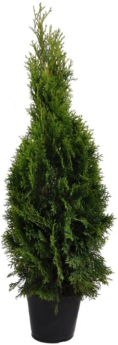 Harilik elupuu Smaragd Ø 23 cm