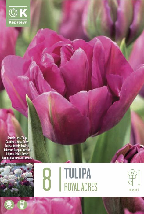Tulp Royal Acres 8 tk