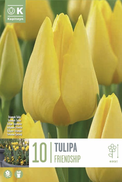 Tulp Friendship 10 tk