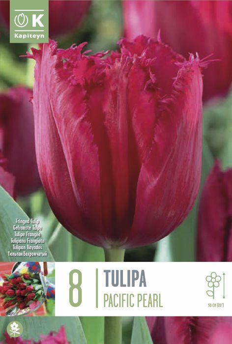 Tulp Pacific Pearl 8 tk