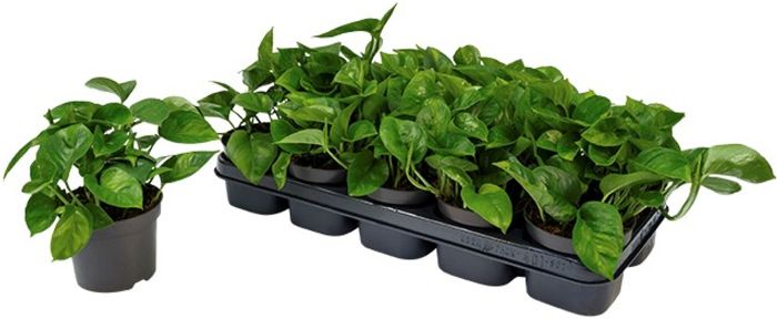 Kuld-nõelkõis Global Green Ø 12 cm