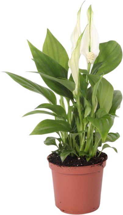 Tõlvlehik Pearl Cubido Ø 7 cm