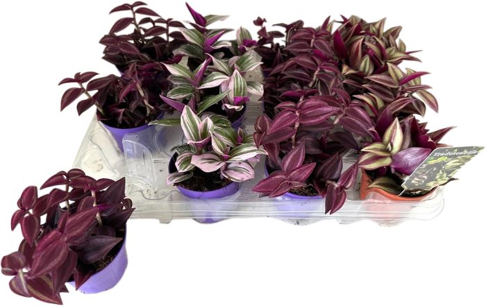 Tradeskantsia mix Ø 7 cm