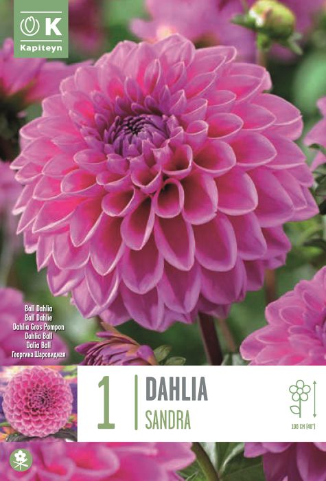 Daalia Kaoiteyn Ball Sandra 1 tk