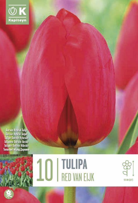 Tulp Kapiteyn Red Van Eijk 10 tk