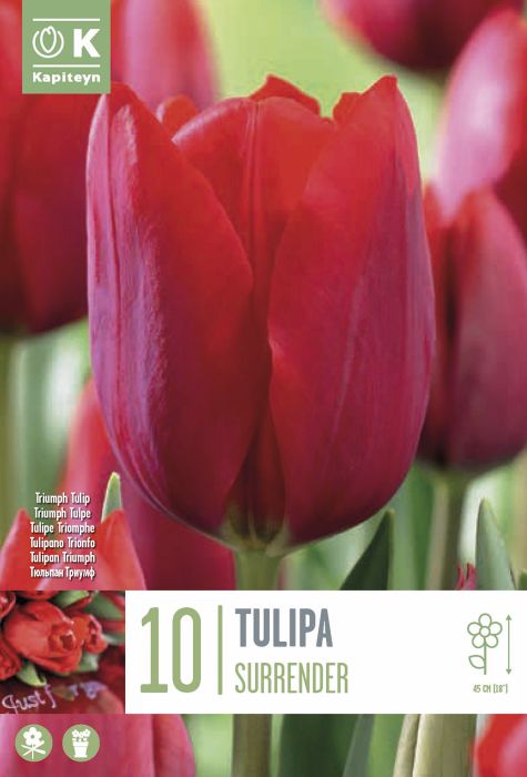 Tulp Kapiteyn Surrender 10 tk