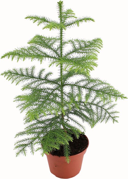 Kõrge araukaaria Ø 14 cm