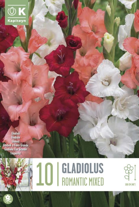 Gladiooli Romanntic mix 10 tk