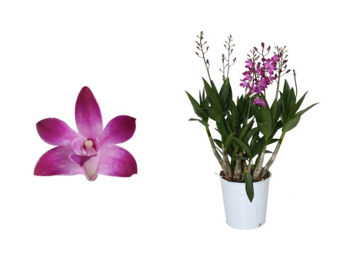 Dendroobium Berry Oda 4-vart Ø 12 cm