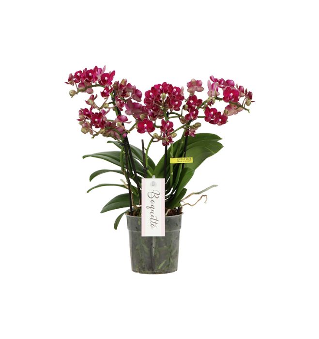 Kuuking Temptation Mix 3-vart Ø 12 cm