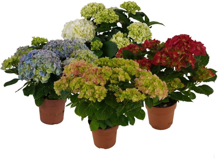 Hortensia valik Ø 14 cm