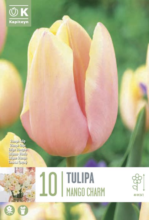 Tulp Kapiteyn Mango Charm 10 tk