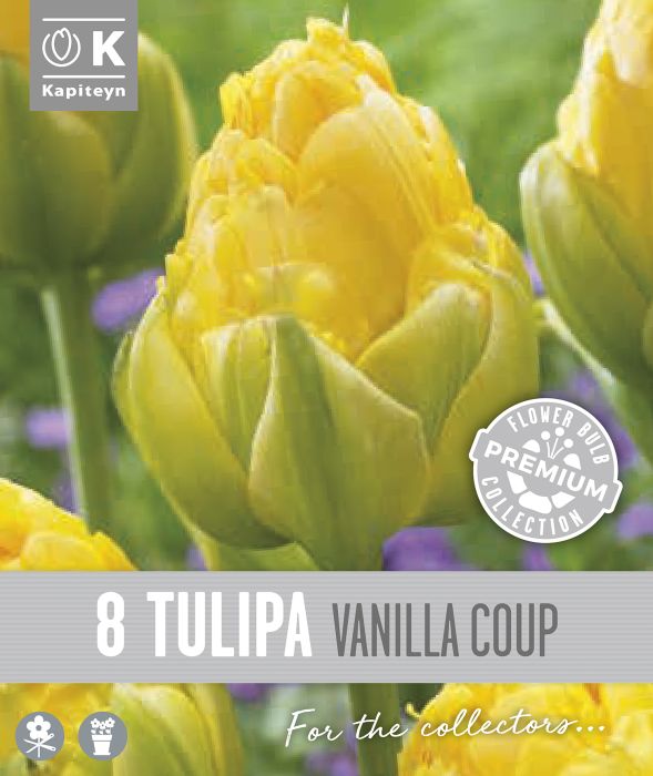 Tulp Kapiteyn Double Late Vanilla 8 tk