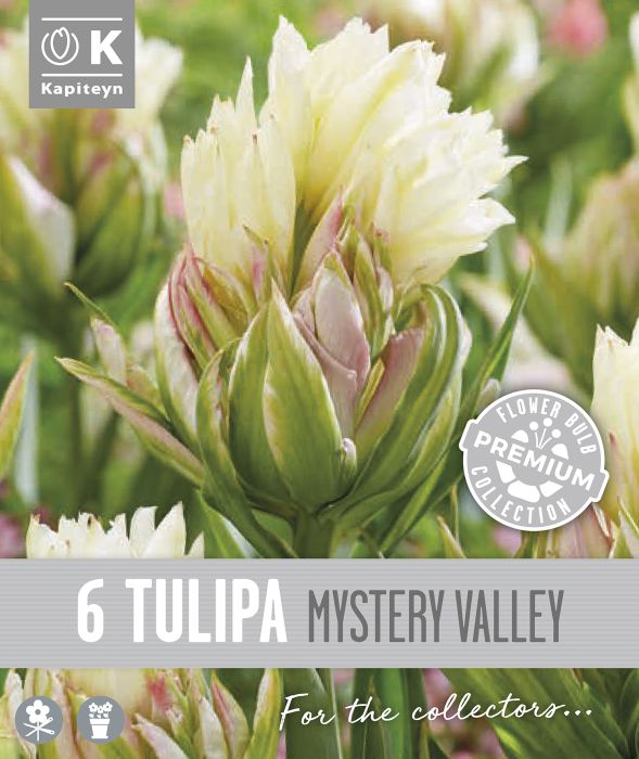 Tulp Kapiteyn Double Fosteriana Mystery 6 tk