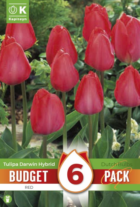 Tulbid Kapiteyn Darwin Hybrid Red 6 tk