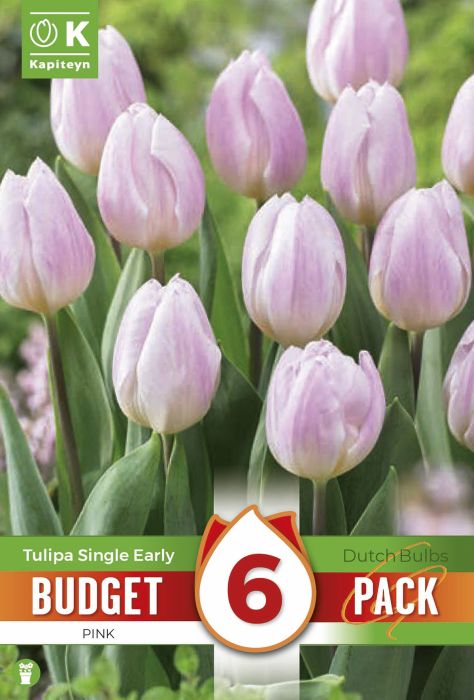 Tulp Kapiteyn Single Early Pink 6 tk