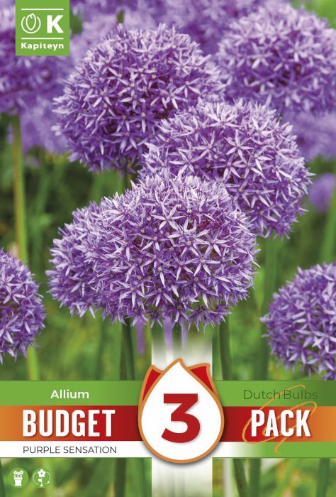 Lauk Kapiteyn Purple Sensation 3 tk