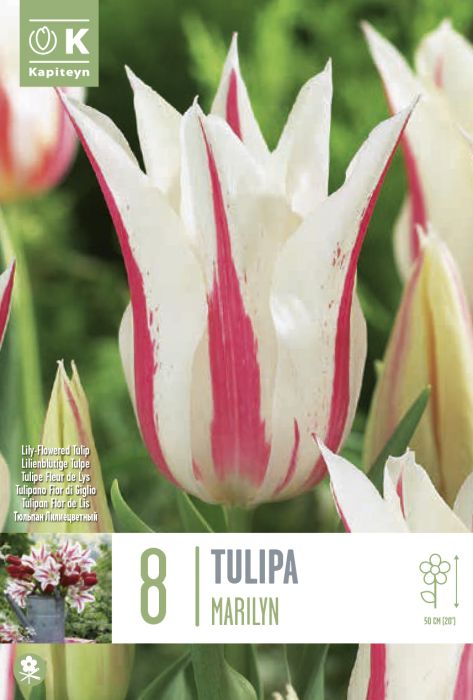 Tulp Kapiteyn Lily Flowered Marilyn 8 tk