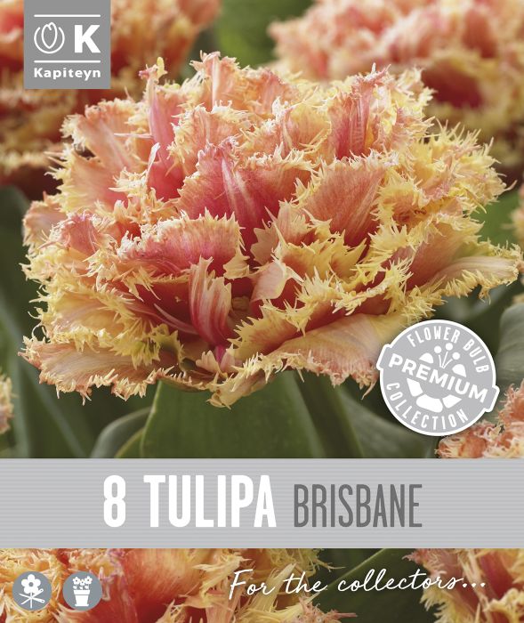 Tulp Kapiteyn  Double Fringed Brisbane 8 tk