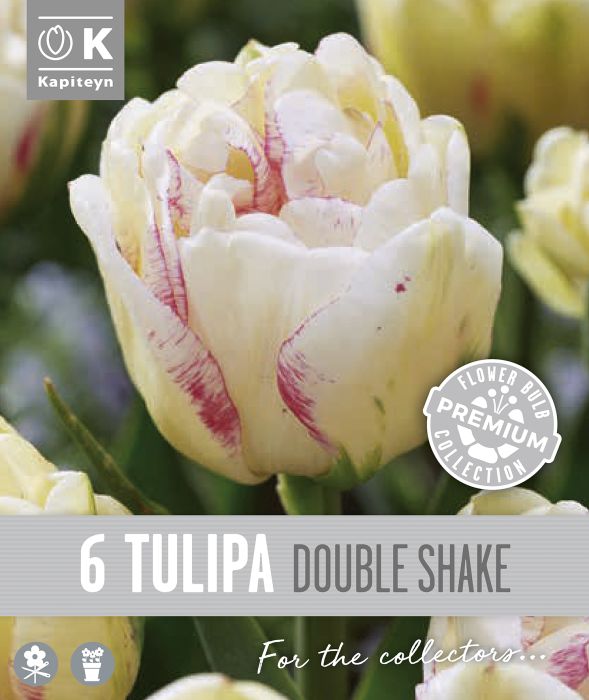 Tulp Kapiteyn Double Late 6 tk