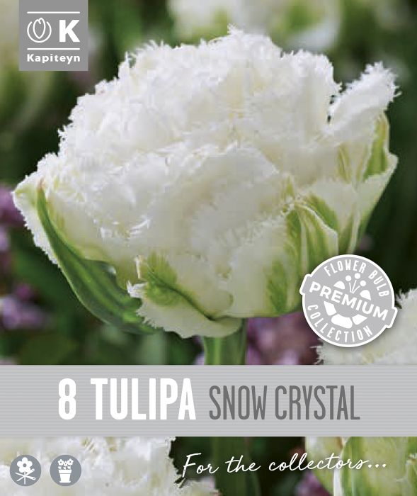 Tulp Kapiteyn Double Fringed Snow 8 tk