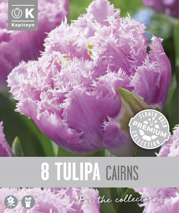 Tulp Kapiteyn Double Fringed Cairns 8 tk