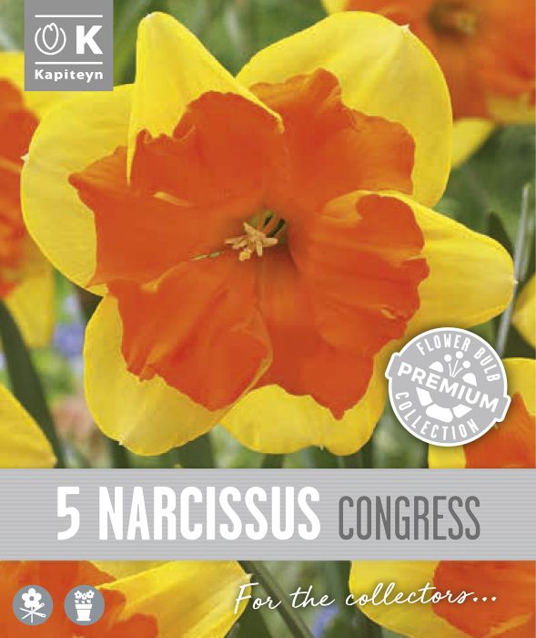 Nartsiss Kapiteyn Collar Congress 5 tk